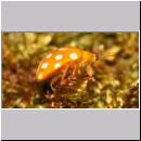 Halyzia sedecimguttata - Sechzehnfleckige Marienkaefer 04.jpg